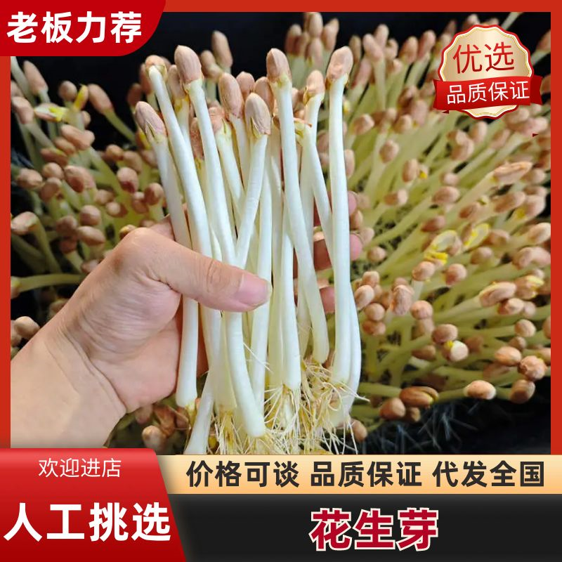 江西花生芽苗菜现货现发品质保证欢迎咨询