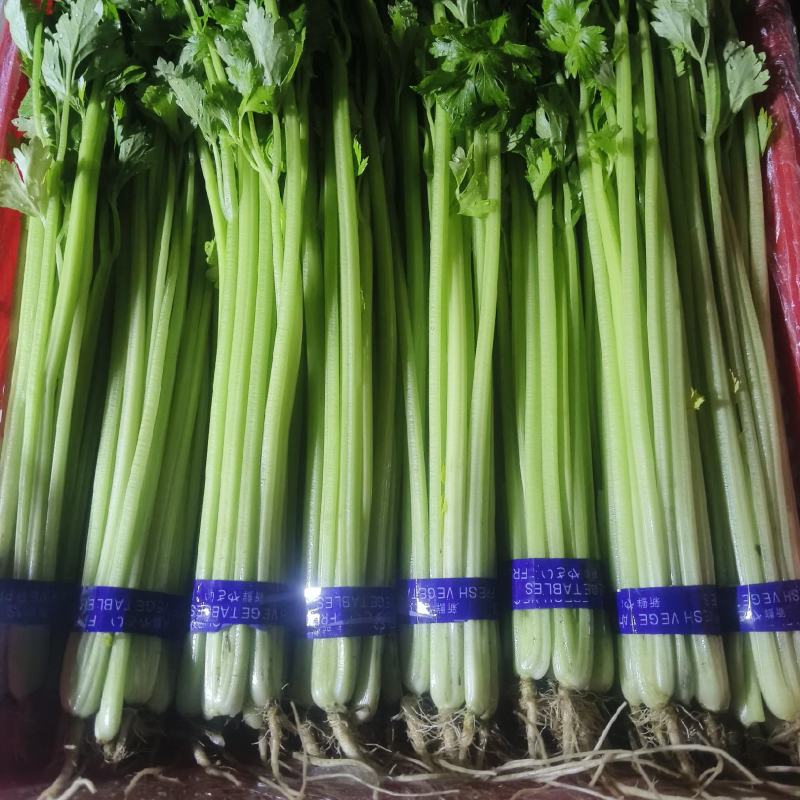 暖棚优质芹菜，欢迎骚扰