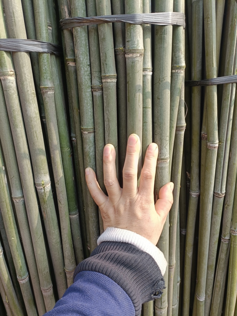 菜架竹豆角架茄子西红柿黄瓜圣女果百香果专用竹竿