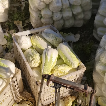 自产自销～娃娃菜有货，价位美丽，品质优越