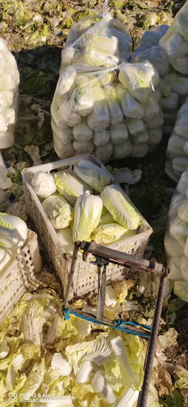 自产自销～娃娃菜有货，价位美丽，品质优越