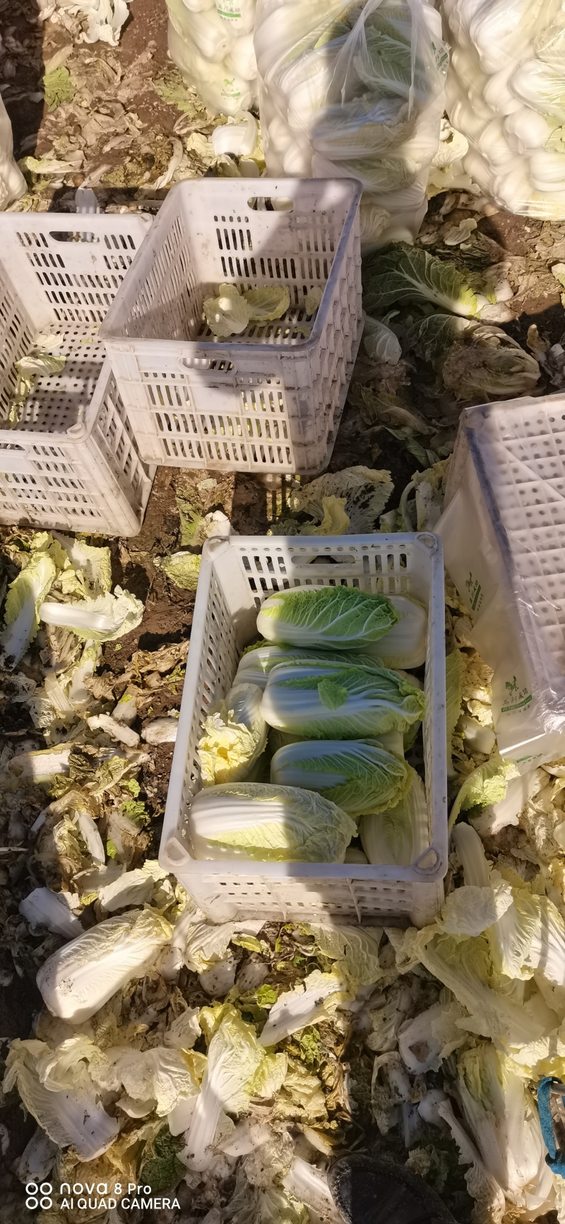自产自销～娃娃菜有货，价位美丽，品质优越