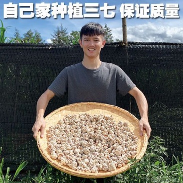 正品云南文山三七头整个特级18头20头30头正宗田七头煲