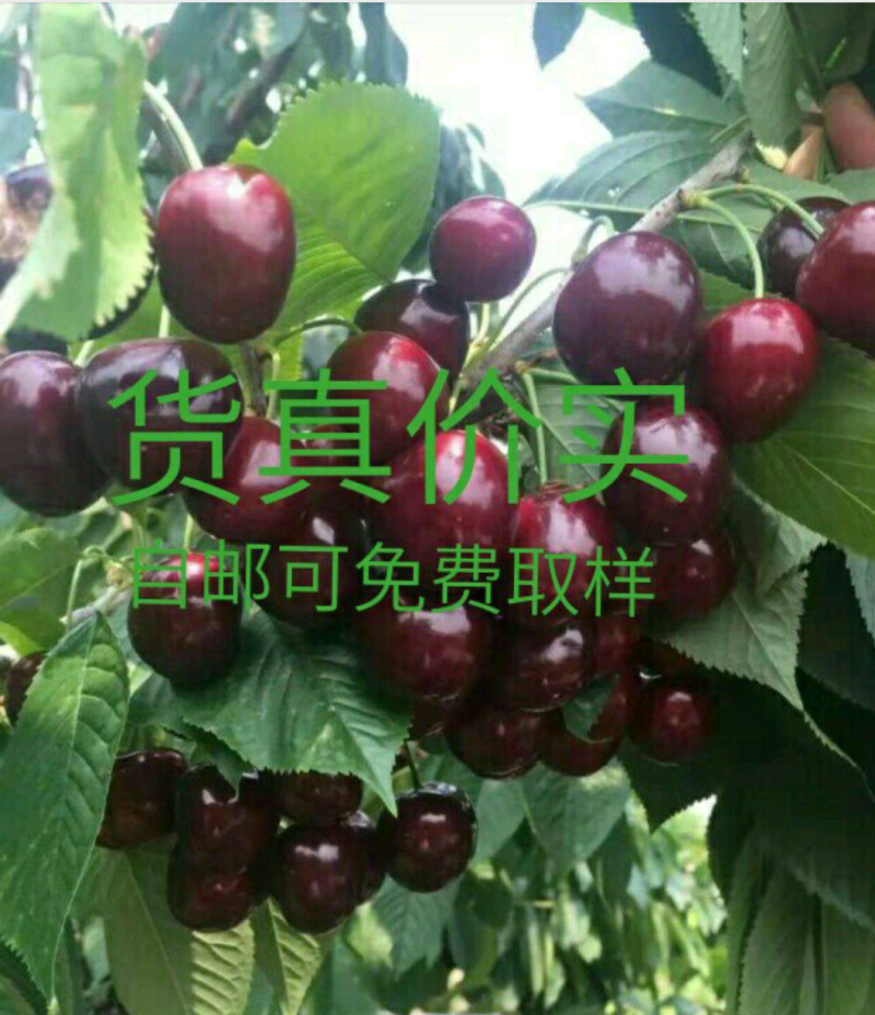 黑珍珠樱桃嫁接苗黑紫色颗粒大肉厚实风味浓厚