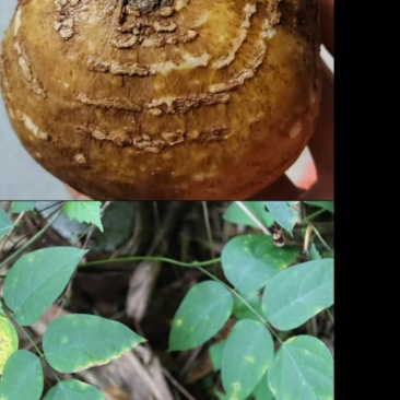 土栾儿又名地栗子，药食同源，鲜货