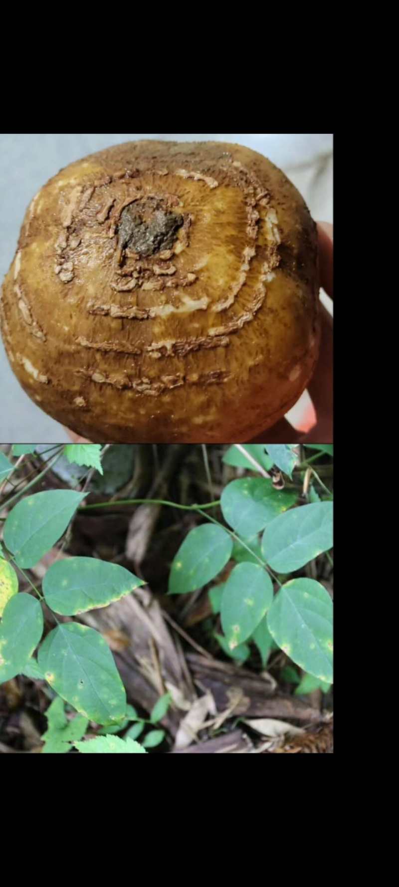 土栾儿