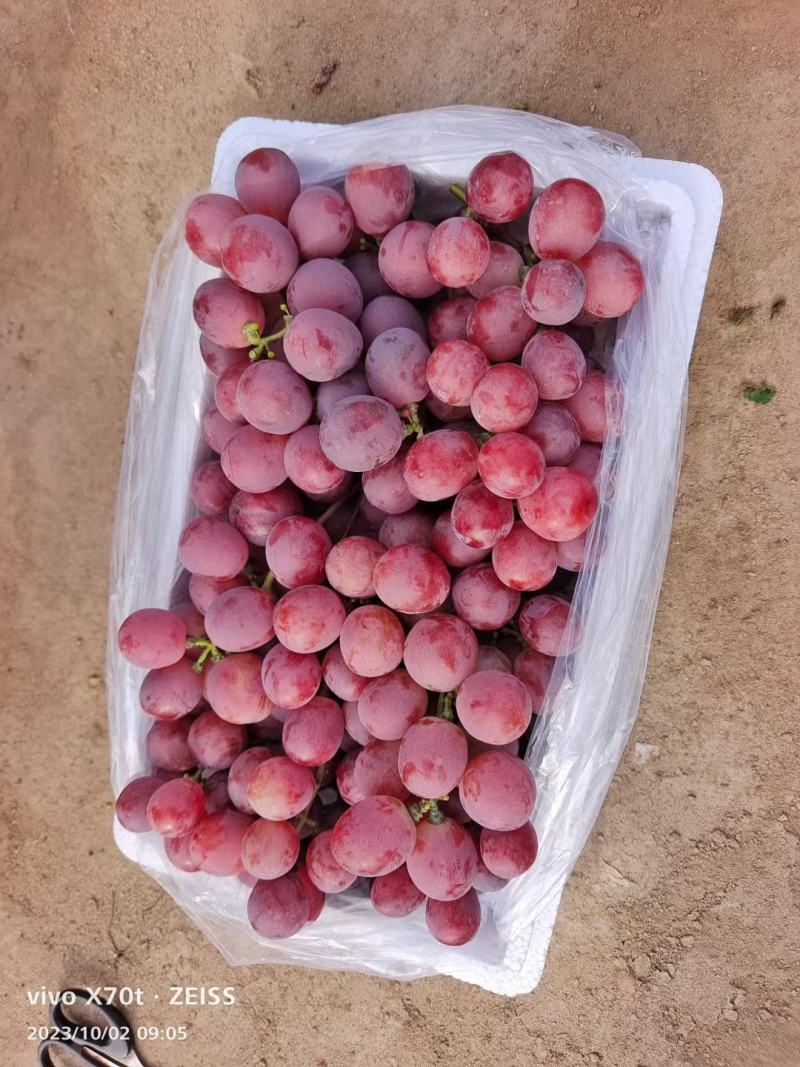 河北涿鹿县红提涿鹿红提葡萄通货精品都有货源充足