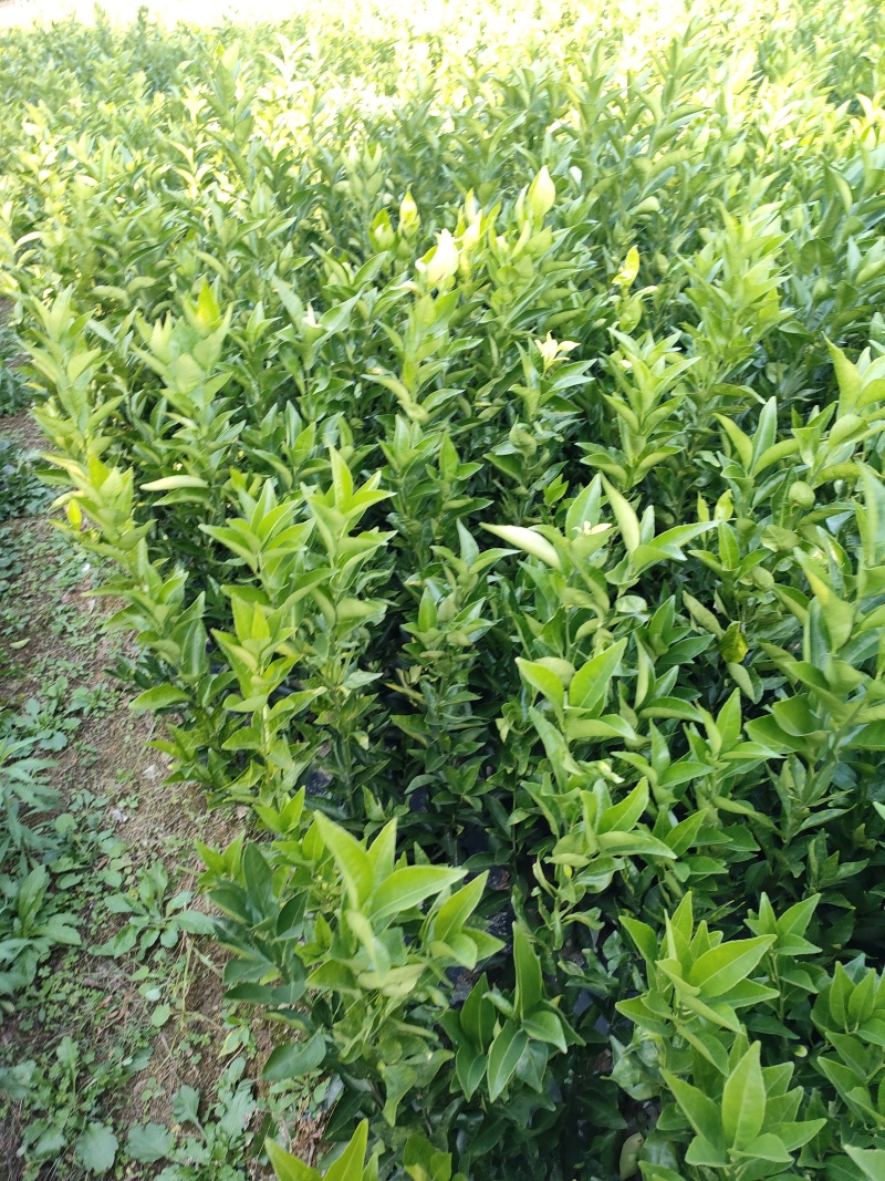 美国糖橘苗，树苗健壮，生命力强，现挖现发，带叶带泥