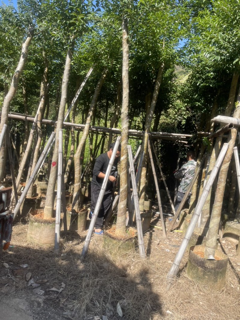 红果冬青规格齐全全国发货基地直供欢迎联系