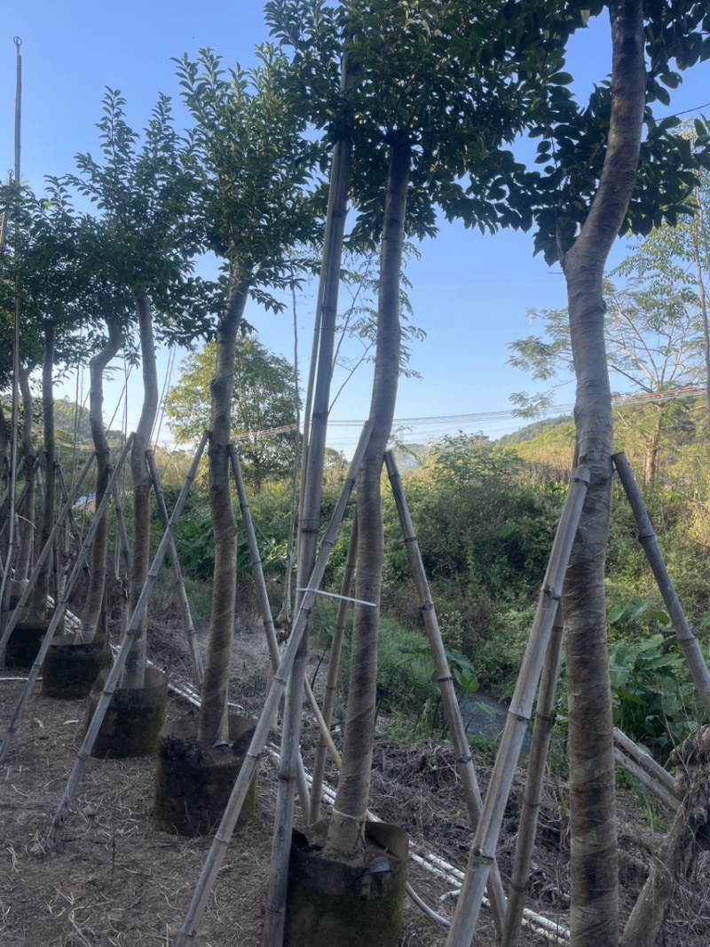 红果冬青规格齐全全国发货基地直供欢迎联系