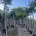红果冬青规格齐全全国发货基地直供欢迎联系