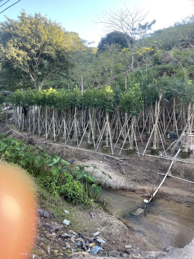 红果冬青规格齐全全国发货基地直供欢迎联系