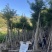 红果冬青规格齐全全国发货基地直供欢迎联系
