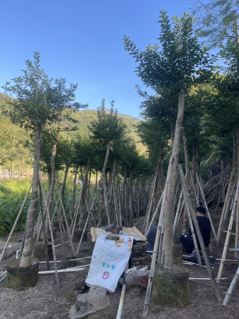 红果冬青规格齐全全国发货基地直供欢迎联系