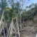 红果冬青规格齐全全国发货基地直供欢迎联系