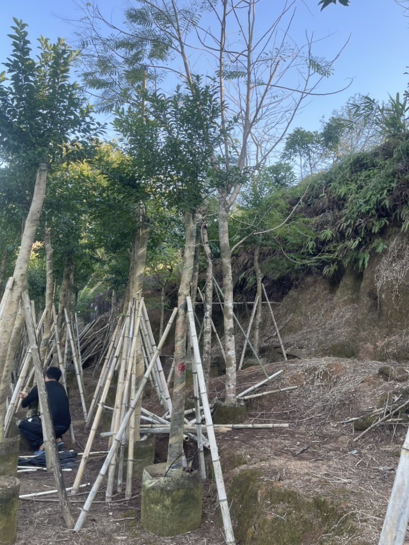 红果冬青规格齐全全国发货基地直供欢迎联系