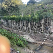 红果冬青规格齐全全国发货基地直供欢迎联系