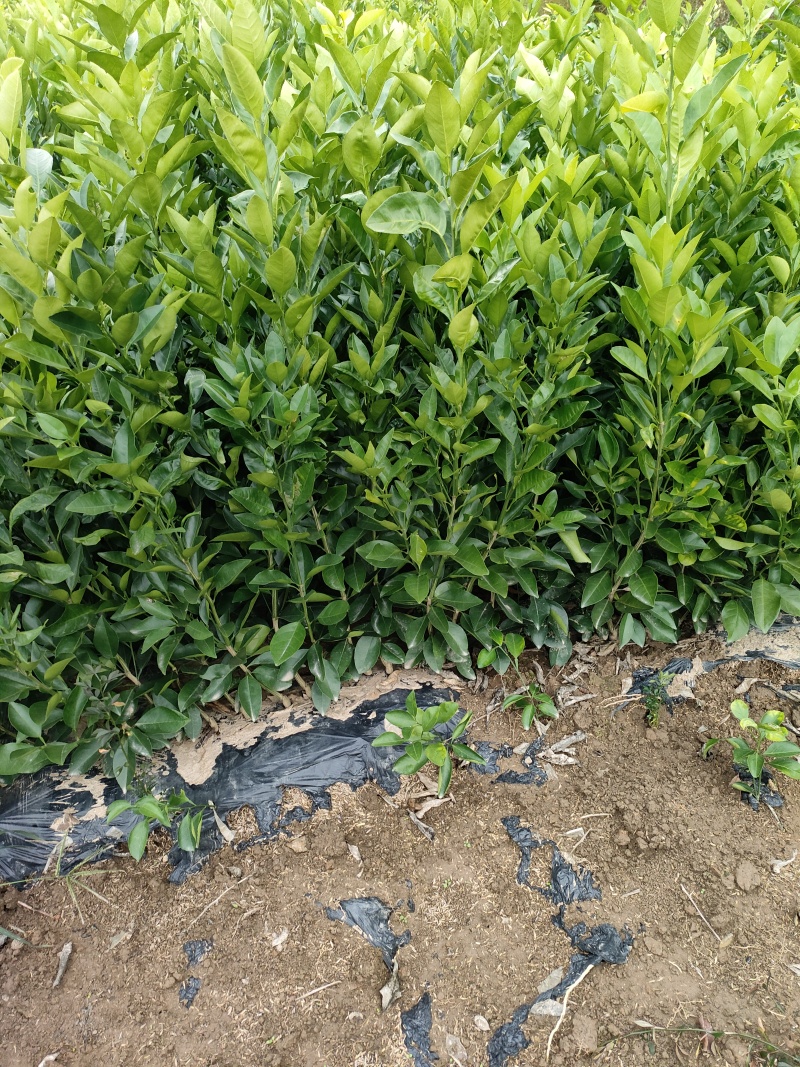 正宗沙糖橘苗，优质货品，专业种植，需要的可以看货，