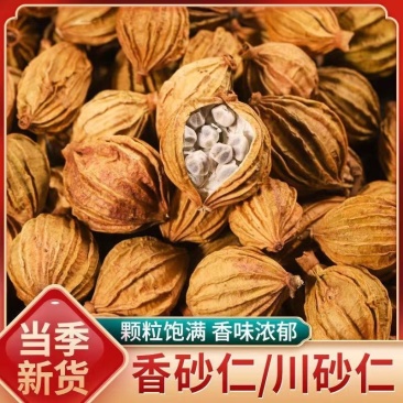 砂仁无硫毛砂仁精选阳春砂仁干货中药材大全批发香料调料
