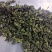 安溪高山消正清香型兰花香铁观音持久耐泡回