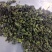 安溪高山消正清香型兰花香铁观音持久耐泡回
