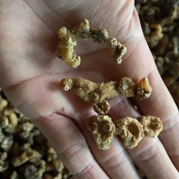 干货野生黄精段子熟黄精一蒸一晒碎段、茶包、打粉、投料