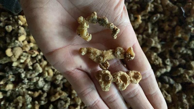 干货野生黄精段子熟黄精一蒸一晒碎段、茶包、打粉、投料