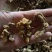 干货野生黄精段子熟黄精一蒸一晒碎段、茶包、打粉、投料