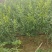 蜜早李子苗自家种植一手货源当年苗