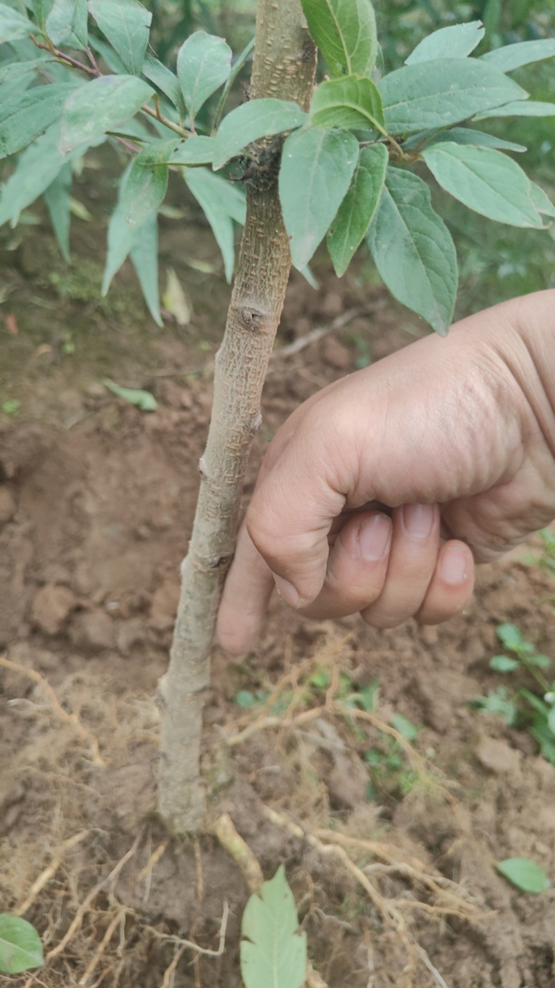 蜜早李子苗自家种植一手货源当年苗