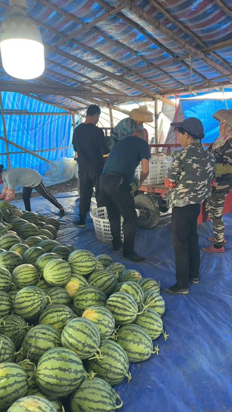 湛江雷州麒麟瓜有子