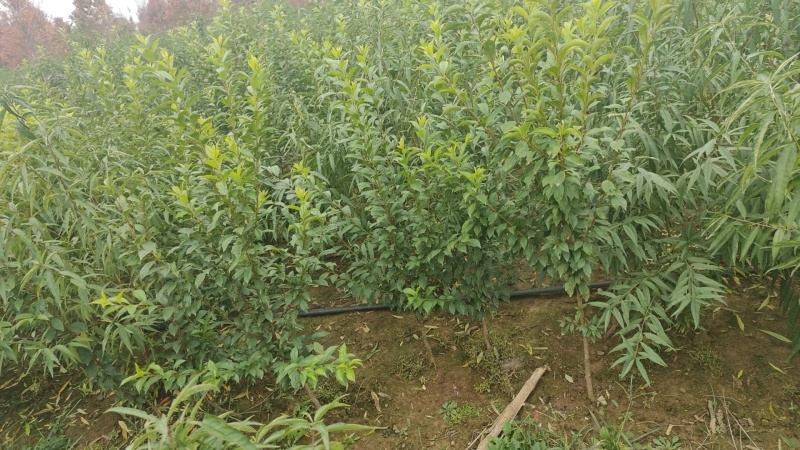 蜜早李子苗自家种植一手货源当年苗