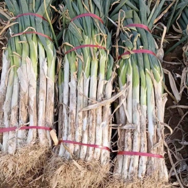 山西万荣长白大葱大量供应产地直发色泽鲜艳货源充足质量保证