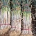 山西万荣长白大葱大量供应产地直发色泽鲜艳货源充足质量保证