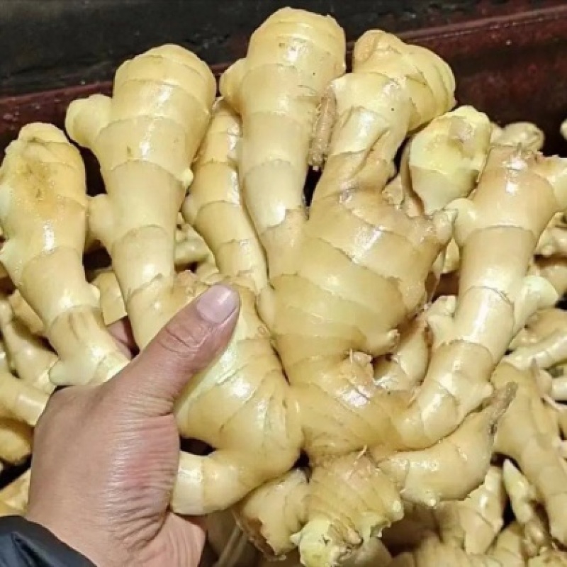 生姜大黄姜产地批发辣味十足，常年供应
