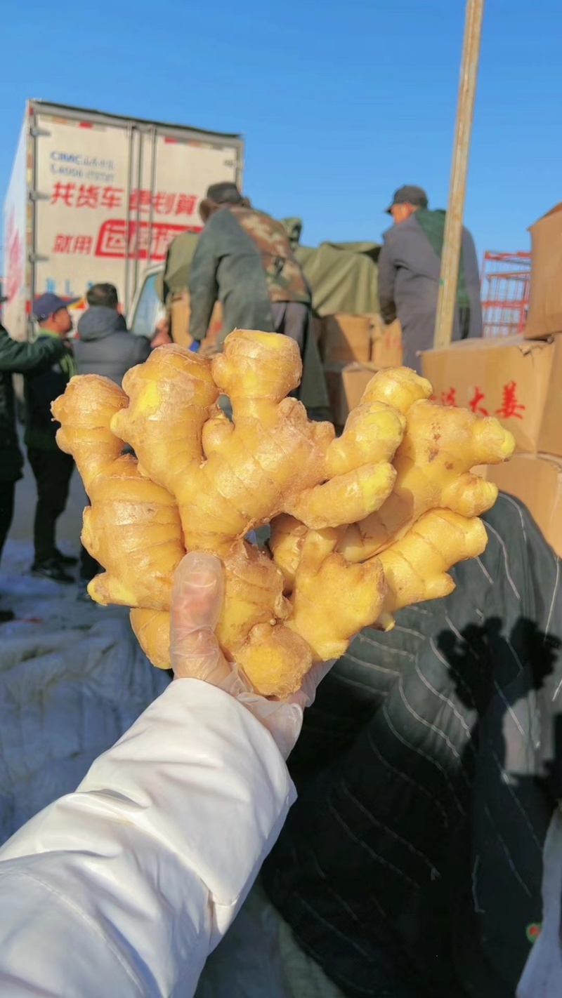 生姜大黄姜产地批发辣味十足，常年供应