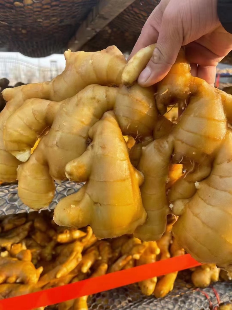 生姜大黄姜产地批发辣味十足，常年供应