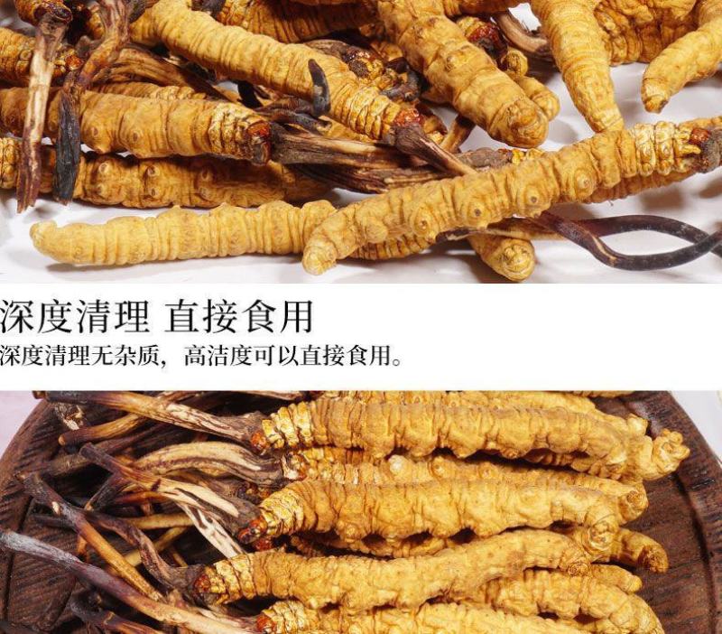 长期供应超高性价比的虫草正宗纯正冬虫夏草品质值得信赖