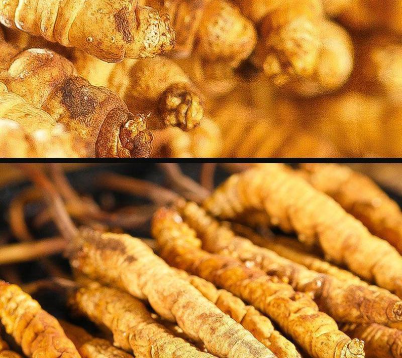 长期供应超高性价比的虫草正宗纯正冬虫夏草品质值得信赖