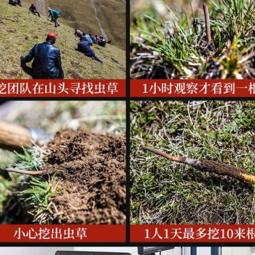 长期供应超高性价比的虫草正宗纯正冬虫夏草品质值得信赖