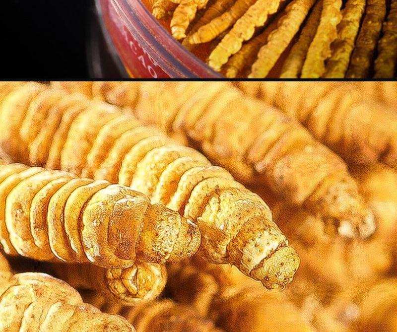 长期供应超高性价比的虫草正宗纯正冬虫夏草品质值得信赖