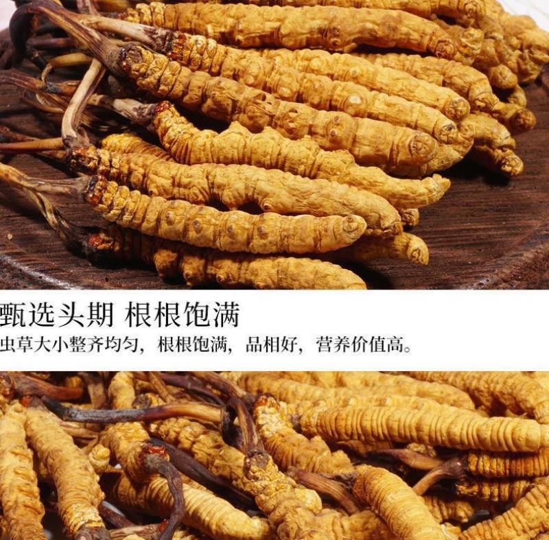 长期供应超高性价比的虫草正宗纯正冬虫夏草品质值得信赖