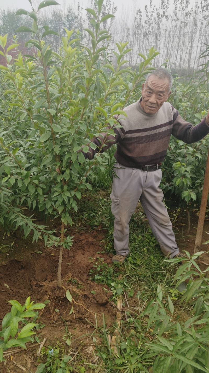 中华红肉李子苗自家苗圃一手货源