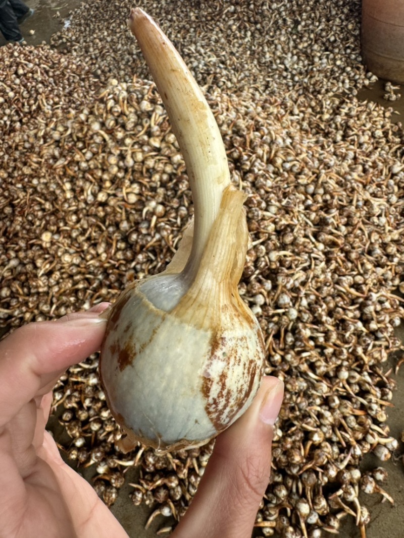 云南茨菇大中小慈菇冬次姑大量上市，货源稳定全国发货