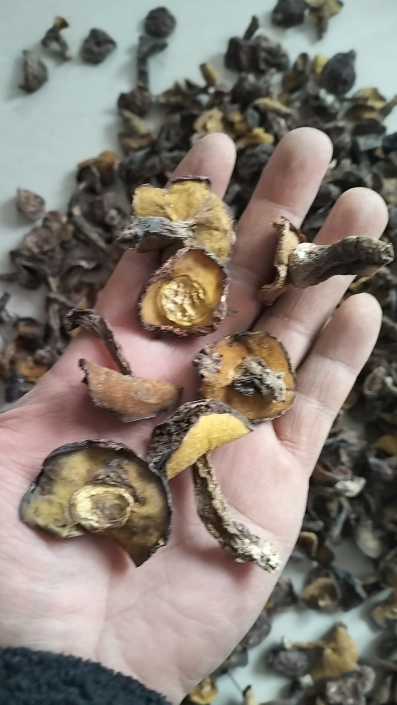 野生松蘑，一手货源，全国代收代卖，对接商超，货源稳定
