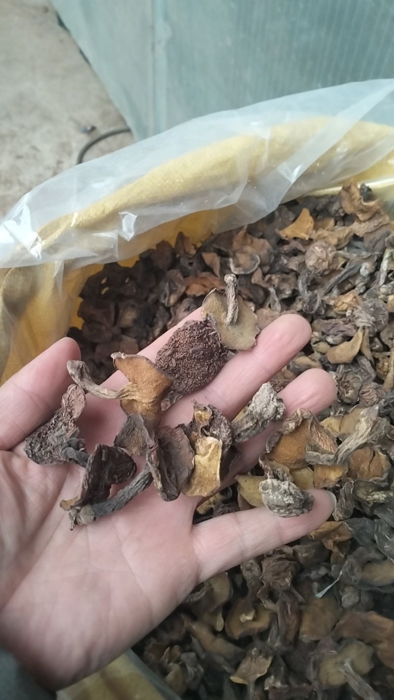 野生松蘑，一手货源，全国代收代卖，对接商超，货源稳定