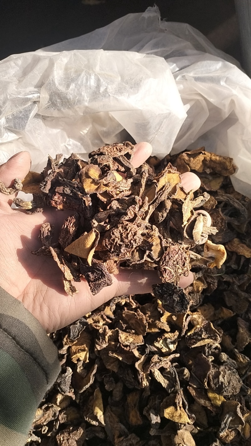 野生松蘑，一手货源，全国代收代卖，对接商超，货源稳定