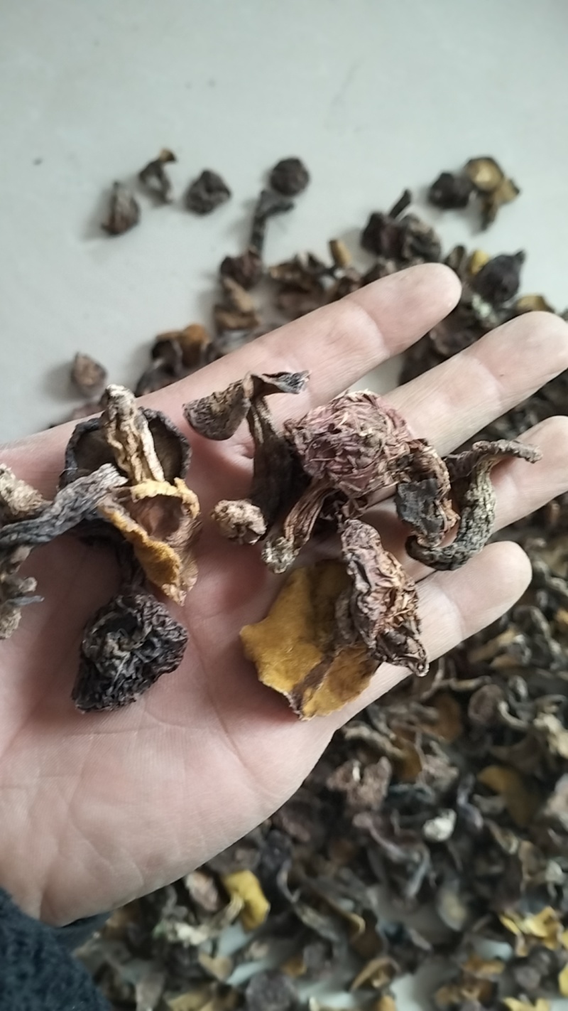 野生松蘑，一手货源，全国代收代卖，对接商超，货源稳定