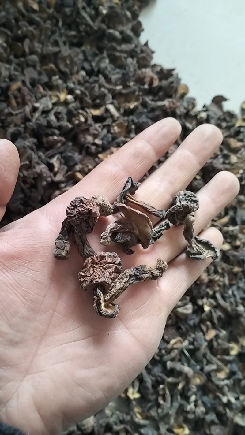 野生松蘑，一手货源，全国代收代卖，对接商超，货源稳定