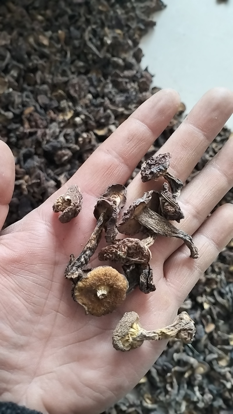 野生松蘑，一手货源，全国代收代卖，对接商超，货源稳定